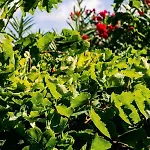 Mikra Bay Vineyard